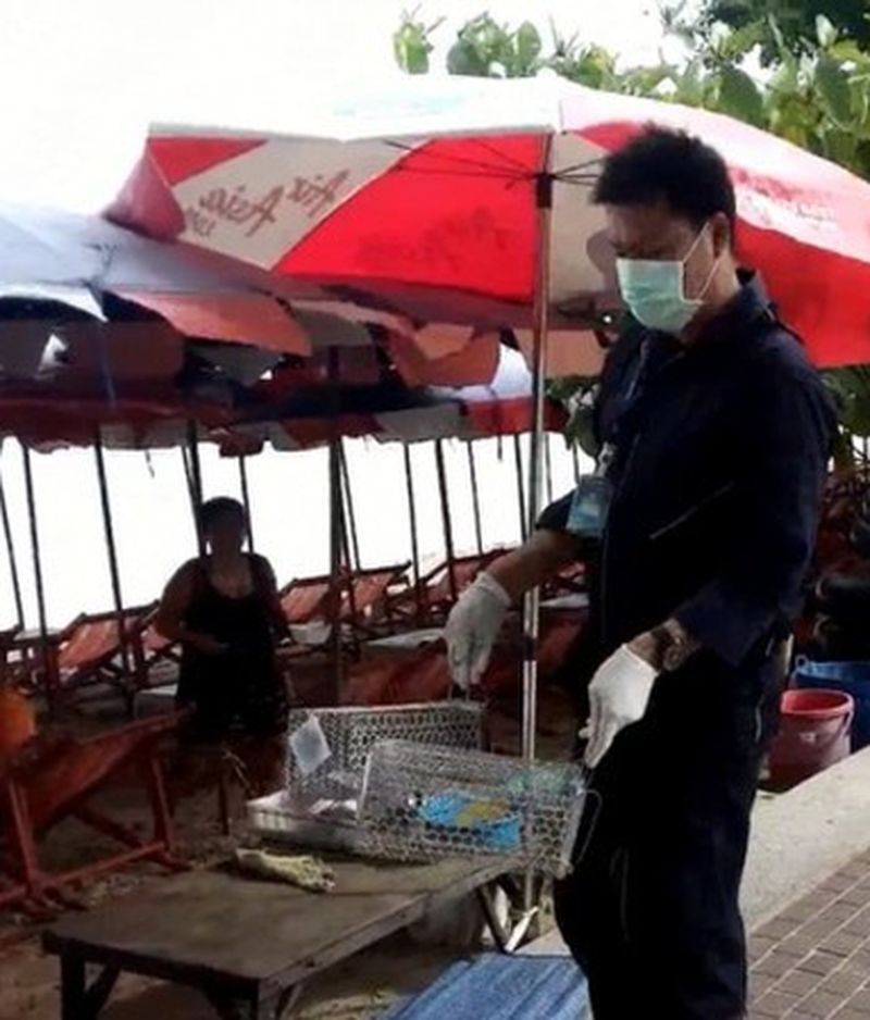Pattaya hat den Ratten an der Strandpromenade den Kampf angesagt