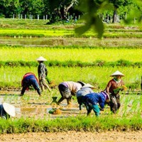Landwirte erhalten 2.000 Baht für jedes rai auf dem kein Reis angepflanzt wird