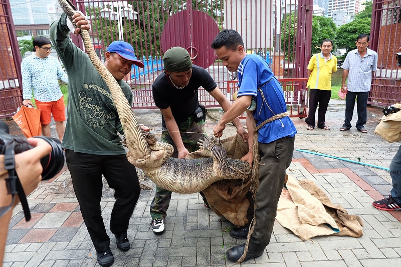 Bangkok hat die Jagd auf die Warane im Lumpini Park eröffnet