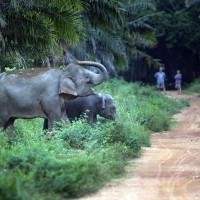 Thailändische Bauern gehen mit Bienenschwärmen gegen die Elefantenplage vor