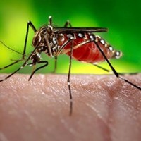 Jede Woche 20 neue Zika Infektionen in Thailand