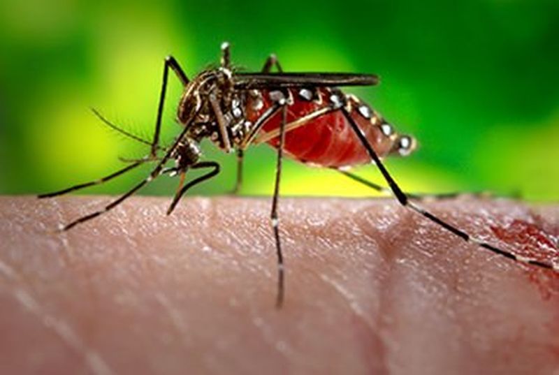 Jede Woche 20 neue Zika Infektionen in Thailand