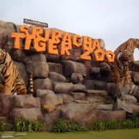 Vermisste chinesische Touristin aus dem Tiger Zoo sicher aufgefunden