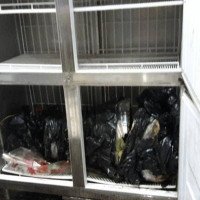 Thailändische Polizei bittet das FBI um Hilfe bei der Identifizierung der Leiche in einem Gefrierschrank