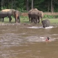 Junger Elefant aus dem Elephant Nature Park will einen Mann vor dem „Ertrinken“ retten