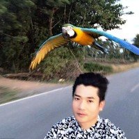 Ungewolltes Rennen zwischen einem Ara und einem Motorradfahrer in Chiang Rai