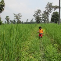 Die Regierung versucht das Reisproblem nachhaltig zu lösen