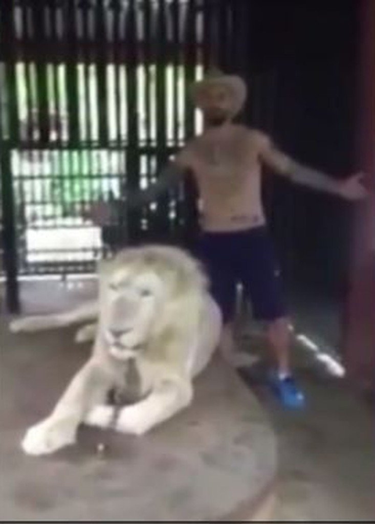 Angeketteter Löwe schnappt nach einem britischen Touristen