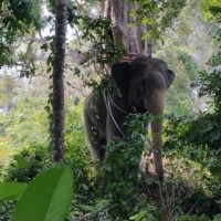 Bekannter Elefant auf Phuket sorgt erneut für Ärger