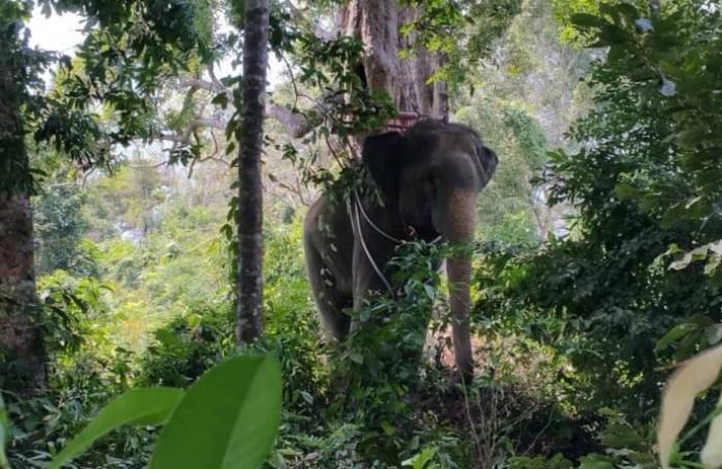 Bekannter Elefant auf Phuket sorgt erneut für Ärger
