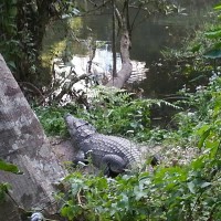 Leichtsinnige Touristin beim Selfie mit einem Krokodil gebissen