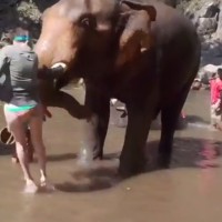 Wütender Elefant schleudert eine Touristin durch die Luft