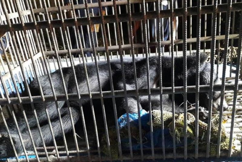 Geretteter asiatischer Schwarzbär kommt bei seiner Auswilderung ums Leben