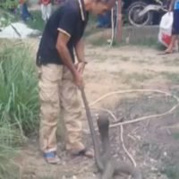 Schlangenmeister auf Phuket fängt eine Königs Kobra in wenigen Minuten mit den bloßen Händen