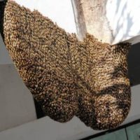 Australischer Expat von einem Bienenschwarm getötet