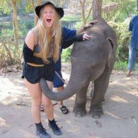 Liebestoller Elefant verletzt Touristen