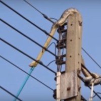 Lebensgefährliche Rettungsaktion einer Python auf einem Strommast