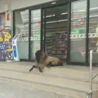 Ein Ziegenbock ist Stammgast in einem 7-Eleven und genießt die Klimaanlage