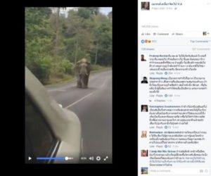 Autofahrer provoziert einen wilden Elefanten 