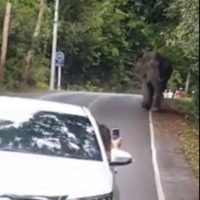 Autofahrer provoziert einen wilden Elefanten