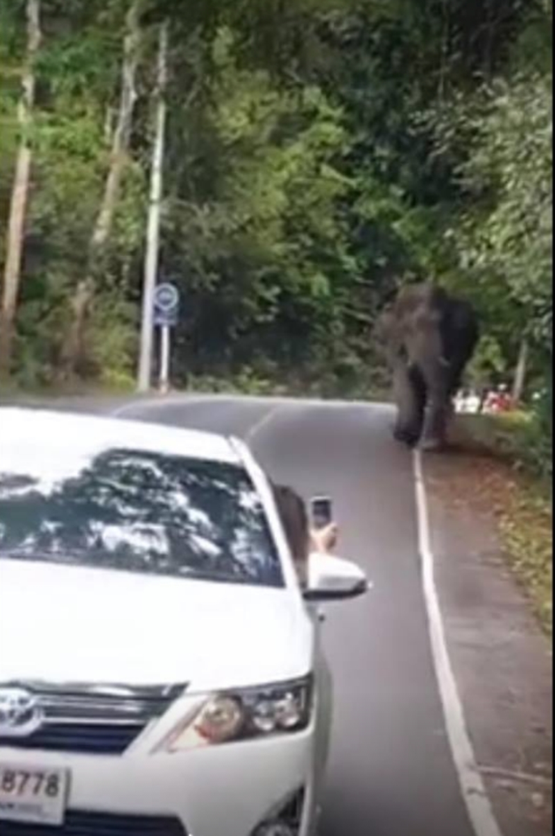 Autofahrer provoziert einen wilden Elefanten