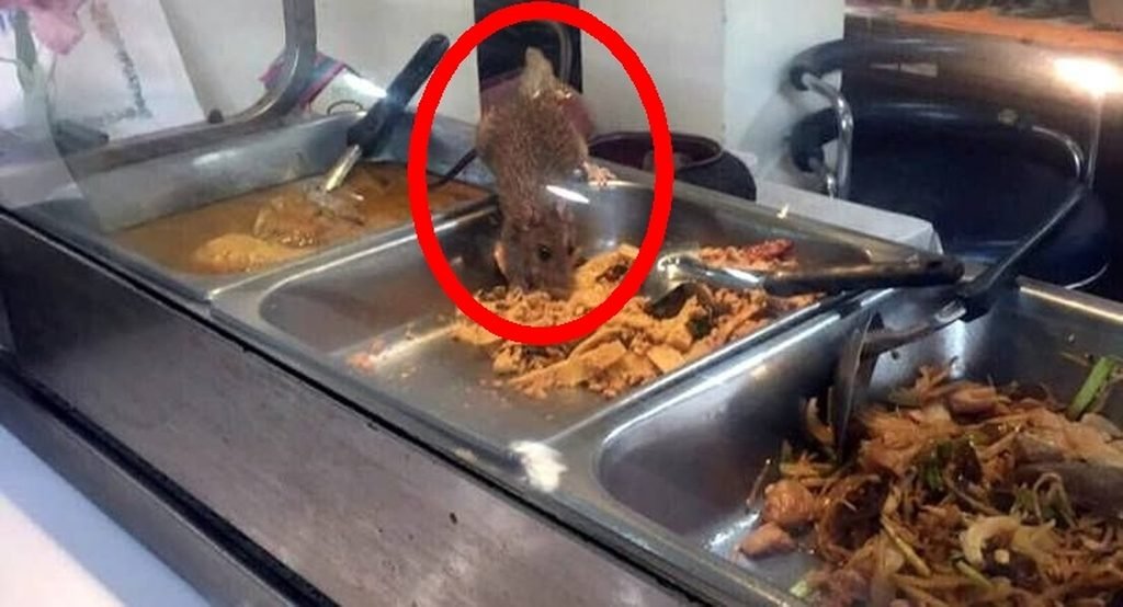 Ja, es gibt Ratten in der Politik und in Thailands Parlamentskantine