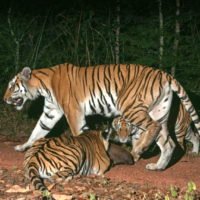 Wilde Tiger im Dong Phayayen-Khao Yai Waldkomplex entdeckt
