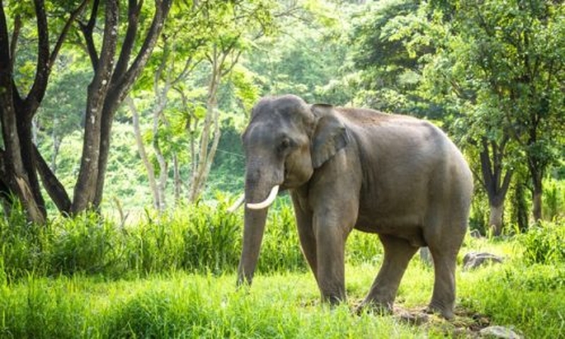 Wilder Elefant tötet eine Frau in Chonburi