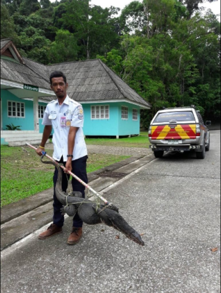 Zehn kg schwerer Waran im Haus eines Ausländers auf Phuket gefangen