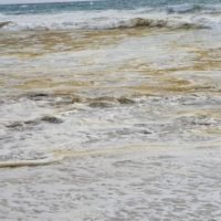 Angebliche Ölpest auf Phuket entpuppt sich als Algenteppich