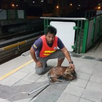Tierschützer retten einen Hund von den BTS Skytrain Schienen