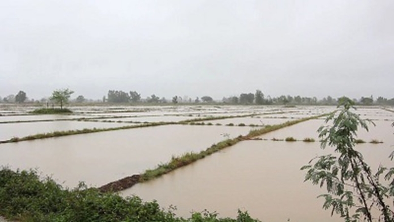 Starke Regenfälle in den nordöstlichen Provinzen zerstören tausende Reisfelder