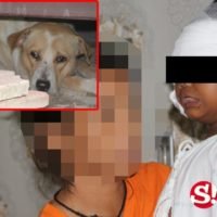 Schon wieder wurde ein fünfjähriger Junge von einem Hund angefallen und schwer verletzt