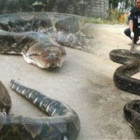 Sechs Meter Python frisst Hühnerstall leer und schläft danach ein