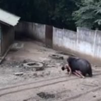 Bär zieht einen Thai in sein Gehege