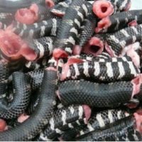 Chinesisches Restaurant in Bangkok verkauft geschützte Schlangen und Schildkröten