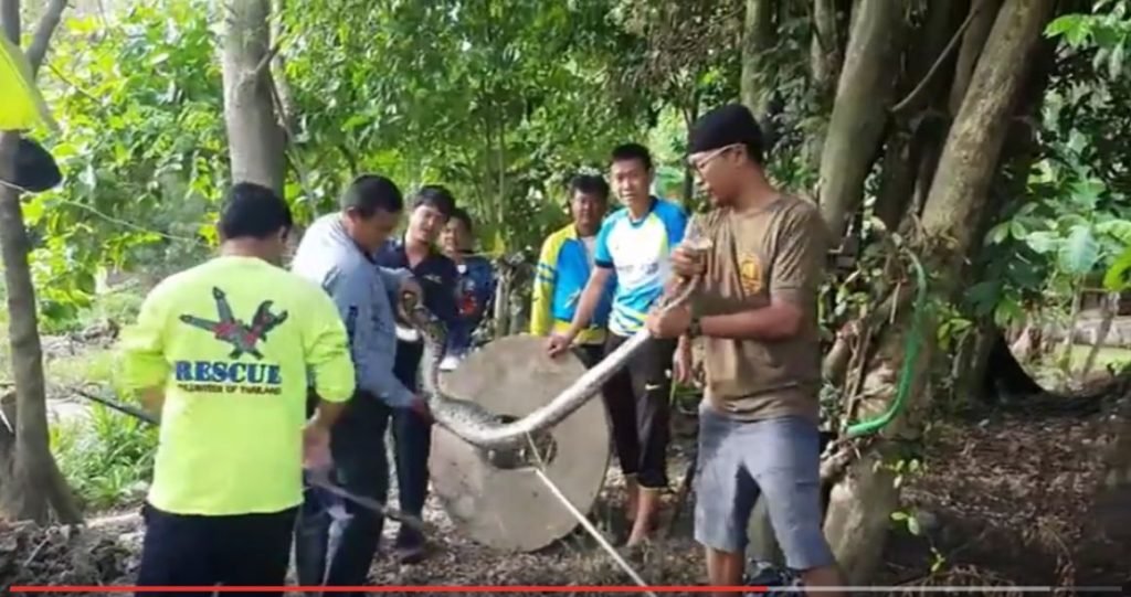 Python verschlingt eine Ente und ist zu fett zum fliehen