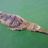 Behörden auf Phuket warnen vor einem Süßwasser-Krokodil
