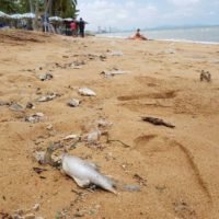 Strandverkäufer in Jomtien beschweren sich über den verdreckten Strand und gehen nach Hause
