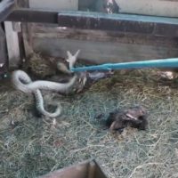 Drei Meter Python tötet drei Hühner