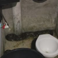 Rentnerin findet knapp vier Meter lange Python in ihrer Toilette