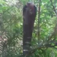 Königskobra schlägt mit dem Kopf gegen eine Scheibe um eine Katze zu fangen