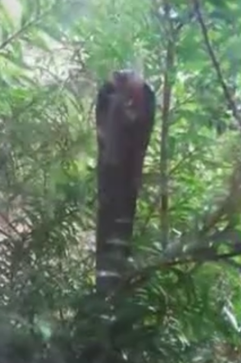Königskobra schlägt mit dem Kopf gegen eine Scheibe um eine Katze zu fangen