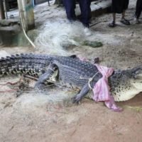 Krokodil nach einer 2-tägigen Jagd auf Phuket gefangen
