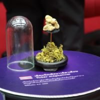 In Thailand wurden die ersten weißen Trüffel gefunden