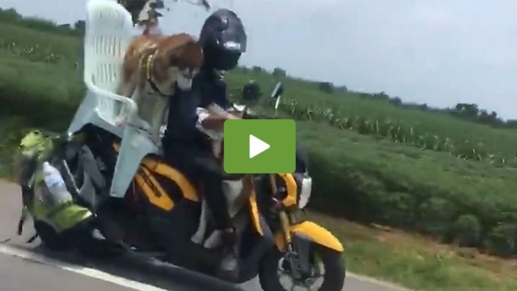 Hundebesitzer transportiert seine beiden Husky auf einem Motorrad mit Gartenstuhl