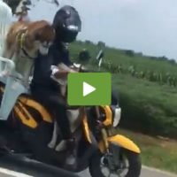 Hundebesitzer transportiert seine beiden Husky auf einem Motorrad mit Gartenstuhl