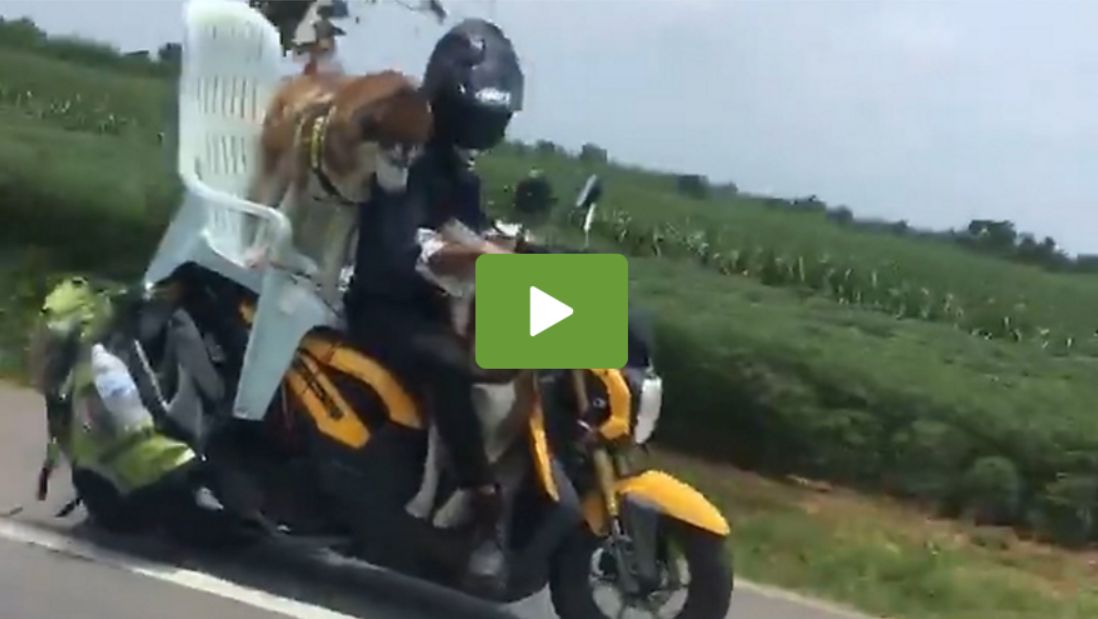 Hundebesitzer transportiert seine beiden Husky auf einem Motorrad mit Gartenstuhl