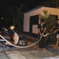 4,50 Meter lange Python sorgt für Aufregung in Pattaya