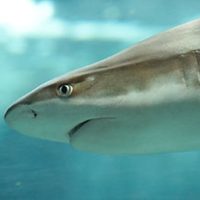 Haie vor der südlichen Provinz Krabi entdeckt